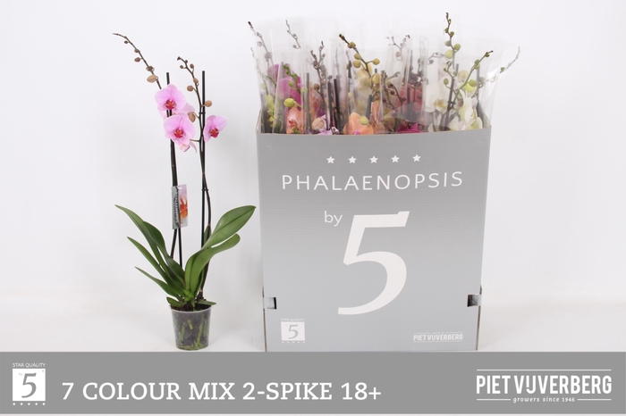 <h4>PHAL GEM 7 KL</h4>