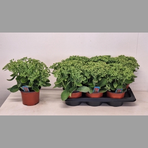 SEDUM HERBSTFREUDE