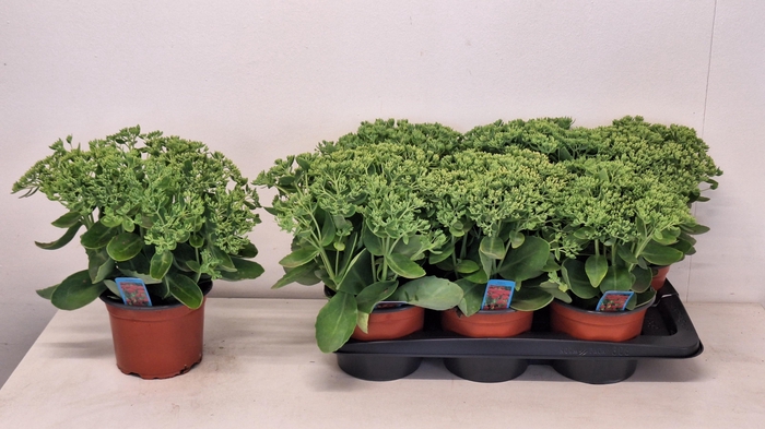 <h4>SEDUM HERBSTFREUDE</h4>