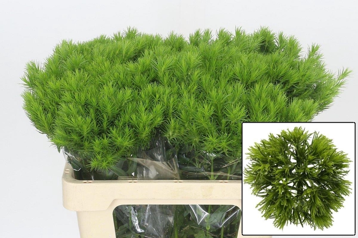 <h4>DI BARB KIWI MELLOW</h4>