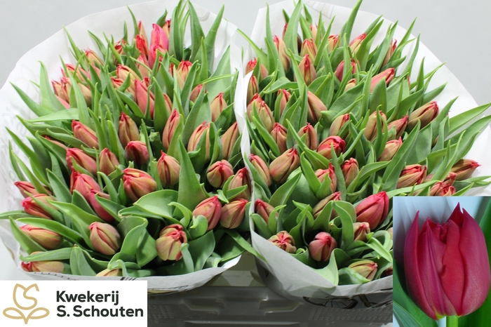 <h4>TU DU BARBOLETA</h4>