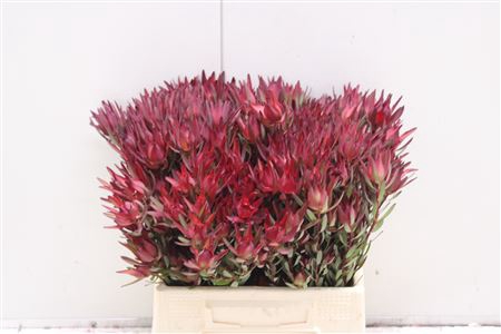 <h4>Leucad Sal Blush Xxl</h4>