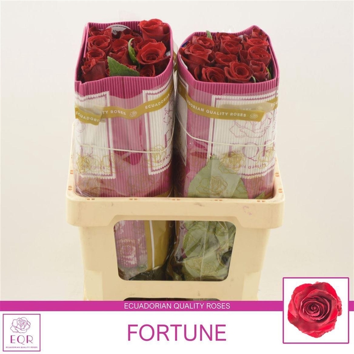 Rosa gr Fortune
