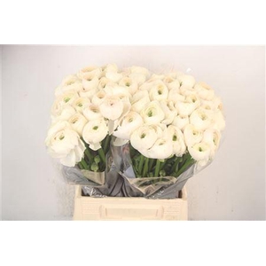 Ran.. Su Hanoi Extra X25