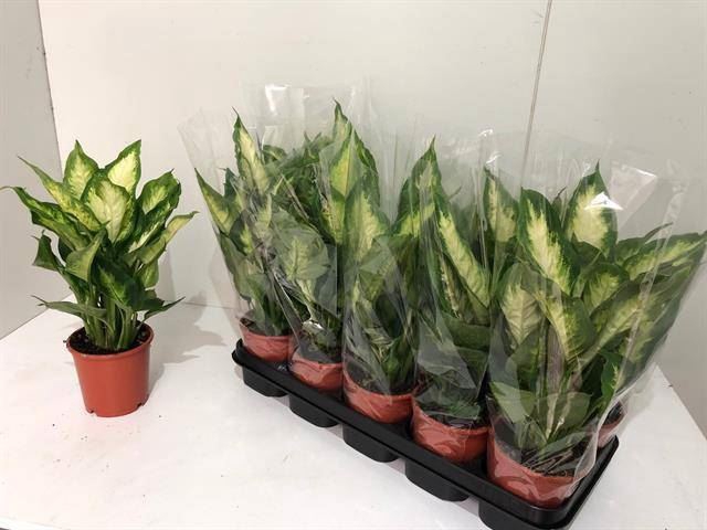 <h4>Dieffenbachia  'Camilla'</h4>