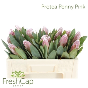 Protea Penny Pink