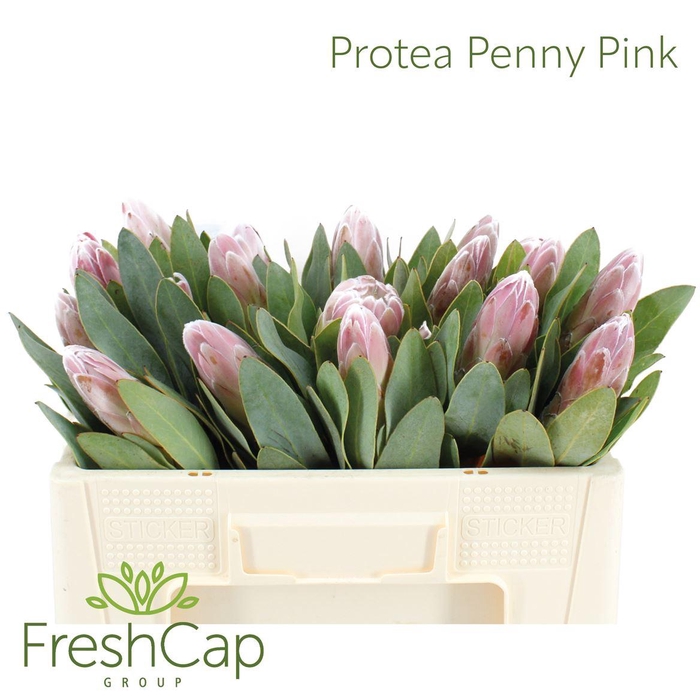 <h4>Protea Penny Pink</h4>