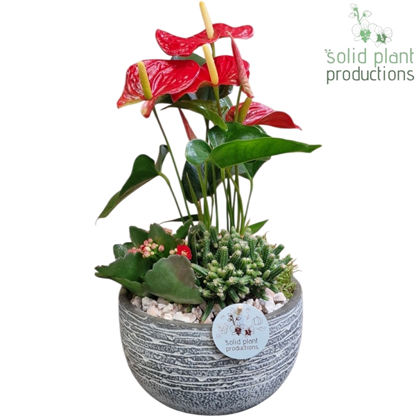 <h4>AE051 Dakota Small Red Anthurium</h4>