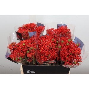Jatropha podagrica 'Firecracker'