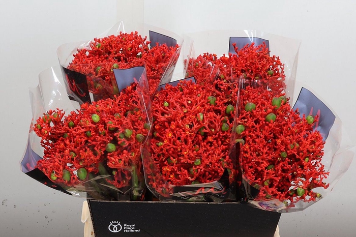 <h4>Jatropha podagrica 'Firecracker'</h4>