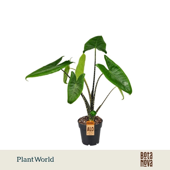 <h4>Alocasia Zebrina</h4>