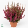 Erica gracilis 'Bea Queen Margaret'