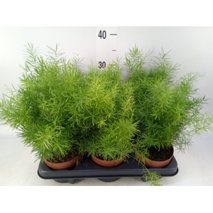Asparagus dens. 'Sprengeri'