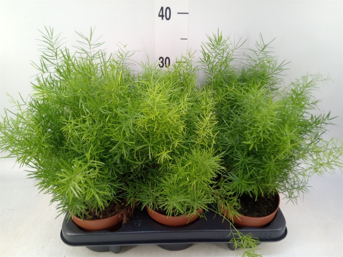 <h4>Asparagus dens. 'Sprengeri'</h4>