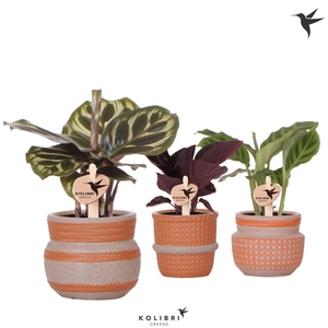 Kolibri Greens Calathea mix in Ethnic pot terracotta mix