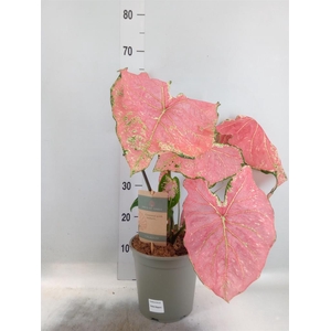 Caladium   ...