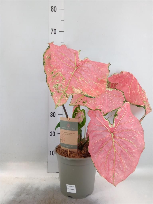 <h4>Caladium   ...</h4>