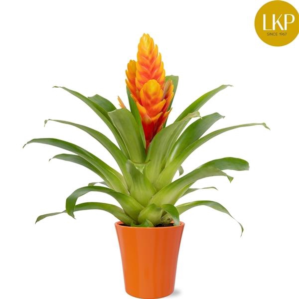 <h4>Vriesea Intenso Apricot</h4>