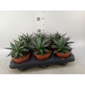 Agave  'Shaka Koko'
