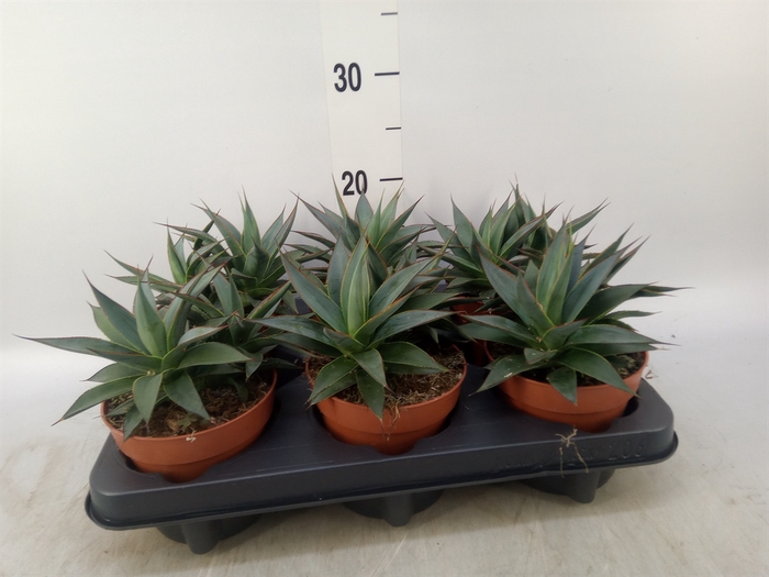 <h4>Agave  'Shaka Koko'</h4>
