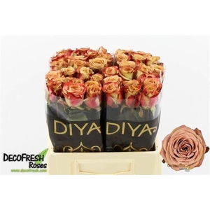 ROSA GR 'CAPPUCCINO'