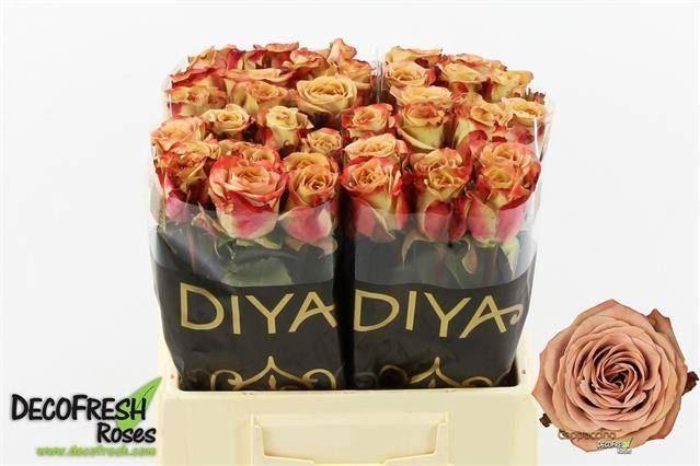 <h4>ROSA GR 'CAPPUCCINO'</h4>