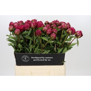Paeonia Paul M. Wild