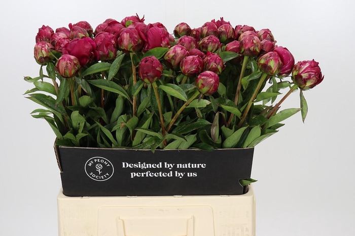 Paeonia Paul M. Wild