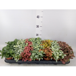 Fittonia   ...mix 7