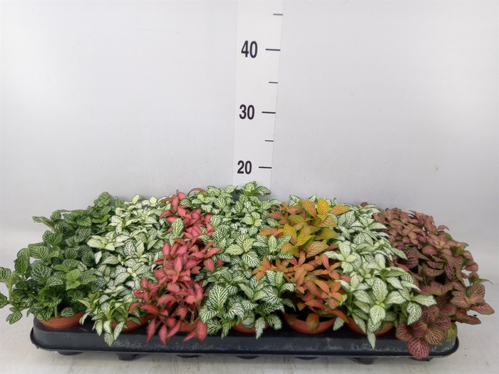 <h4>Fittonia   ...mix 7</h4>