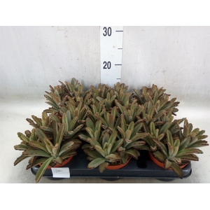 Kalanchoe NF   ...