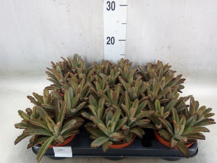 <h4>Kalanchoe NF   ...</h4>