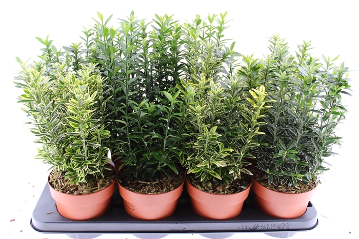 <h4>EUONYMUS JAP GEM</h4>