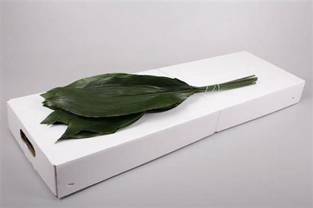 <h4>Aspidistra 70 Cm</h4>