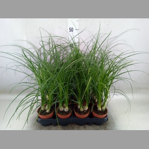 Nolina recurvata   ...