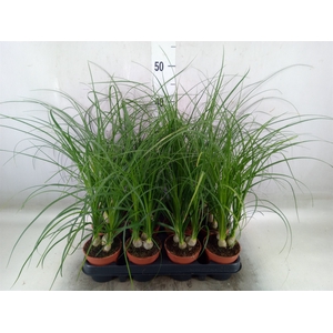 Nolina recurvata   ...