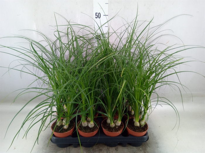 <h4>Nolina recurvata   ...</h4>