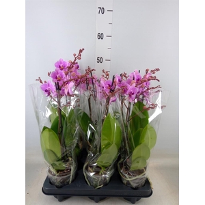 Phalaenopsis multi. ...rose