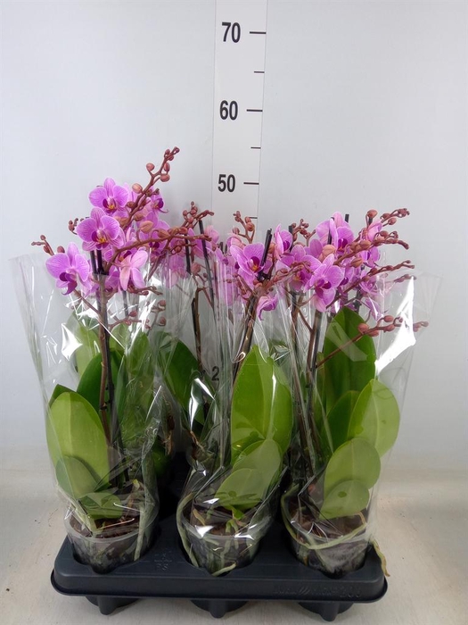 <h4>Phalaenopsis multi.   ...rose</h4>