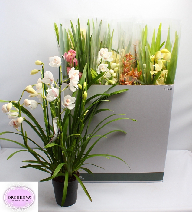 <h4>CYMB GEMENGD</h4>