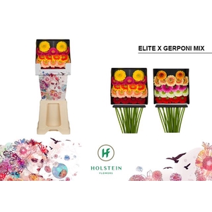 Germini Pomponi Mix Pomponi  Elite Diamond