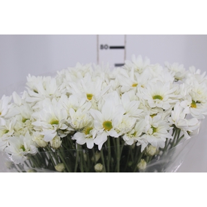 CRISANTEMO WHITE REAGAN 080 CM