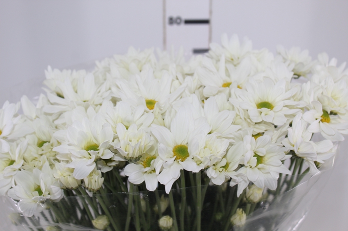 <h4>CRISANTEMO WHITE REAGAN 080 CM</h4>