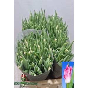 Tulipa co crown of dynasty