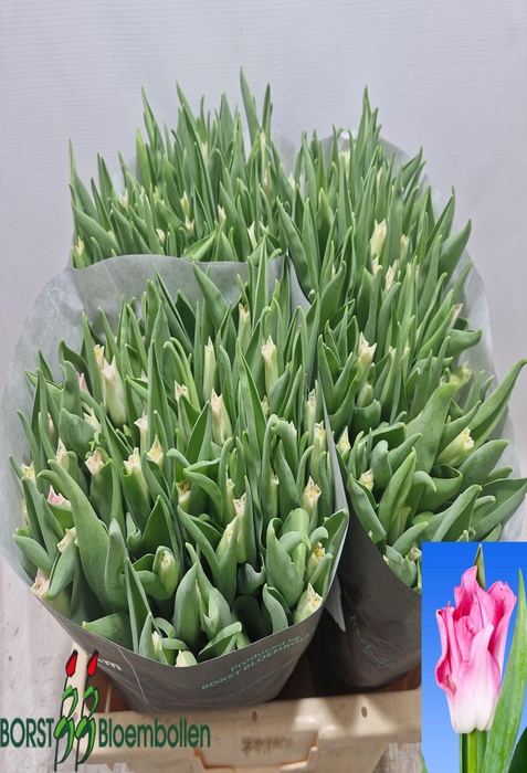 <h4>Tulipa co crown of dynasty</h4>