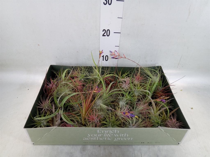 <h4>Tillandsia</h4>