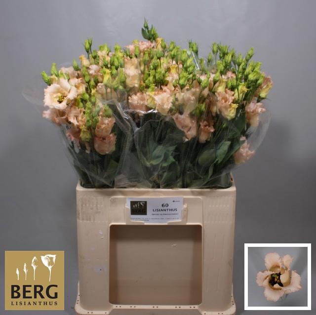 <h4>EUS E FALDA APRICOT</h4>