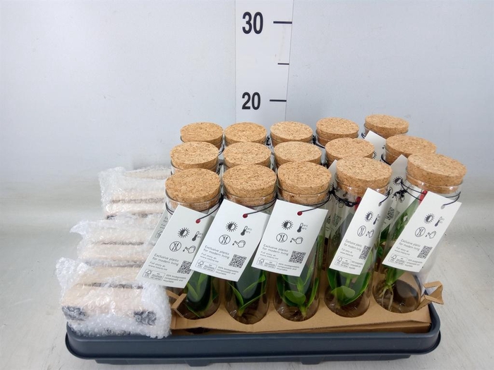 <h4>Planten ..mix</h4>