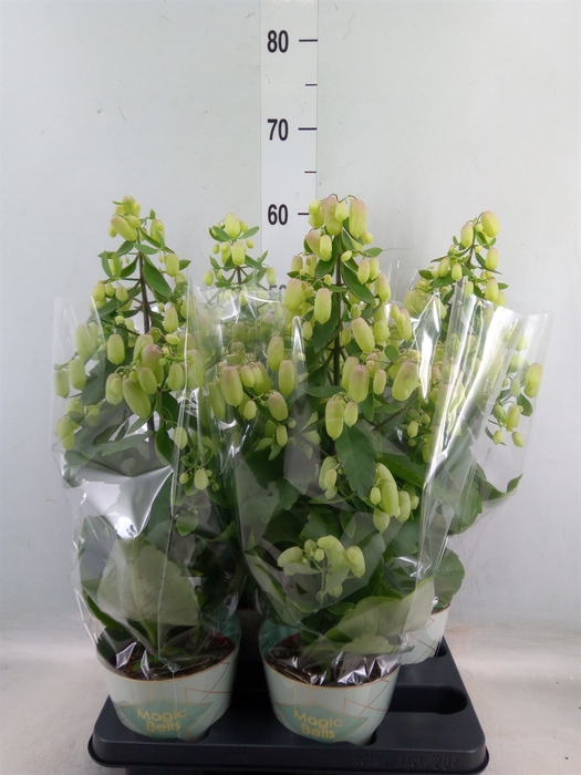 <h4>Kalanchoe  'Magic Bell'</h4>