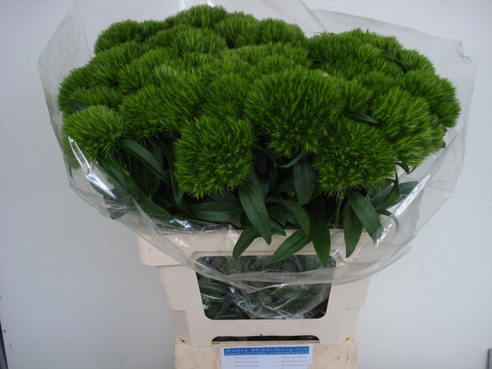 <h4>DI BARB GREEN WICKY</h4>